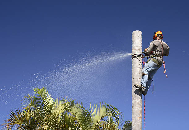 How Our Tree Care Process Works  in  Pineville, KY